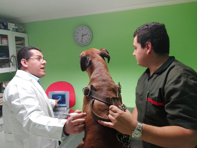 Hospital Veterinario de Alta Especialidad en San Luis Potosí