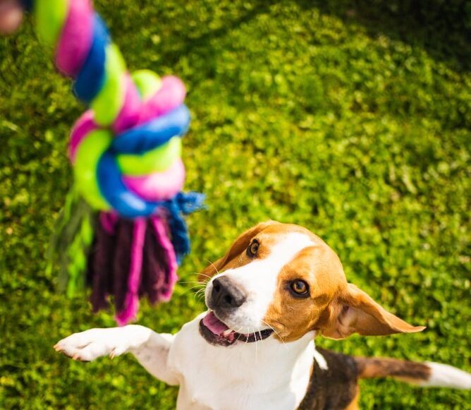 Productos para Mascotas
