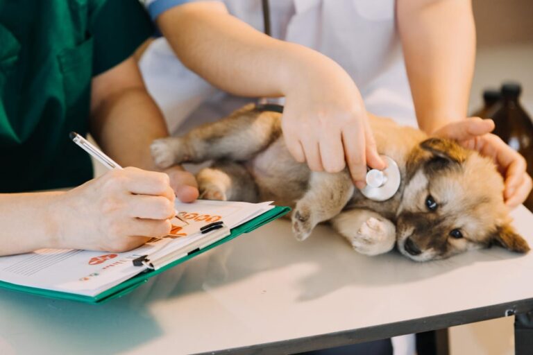 Consulta Veterinaria