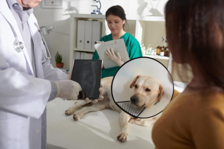 Fisioterapia Veterinaria en San Luis Potosí