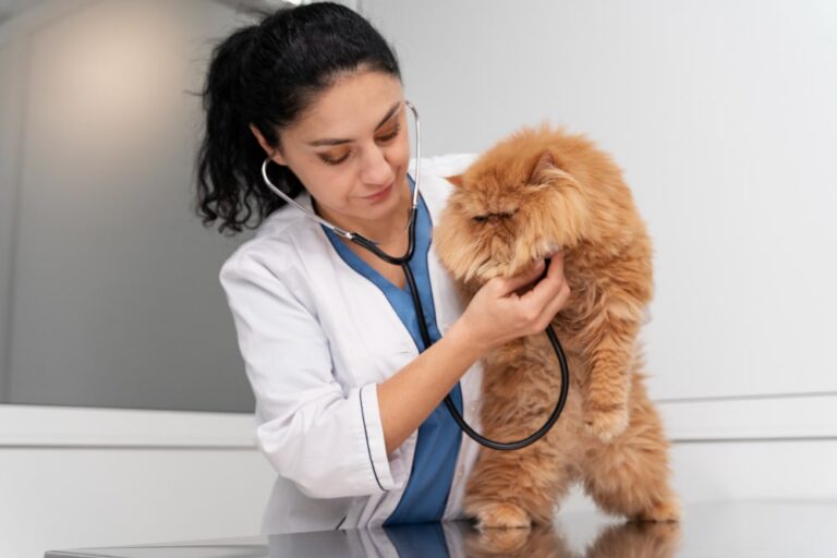 Medicina Felina Veterinaria en San Luis Potosí
