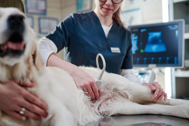 Nefrología Veterinaria en San Luis Potosí - HERA
