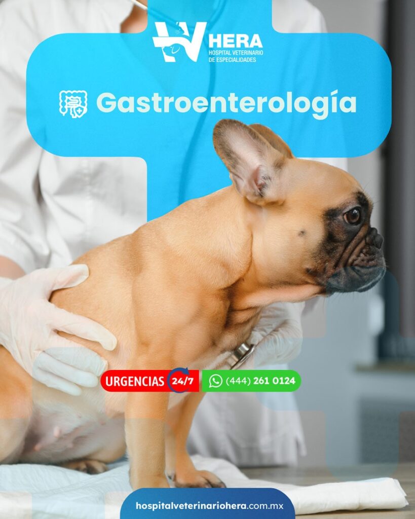 ¿Por qué acudir con un especialista en Gastroenterología Veterinaria?